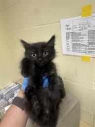 Shelter Stray Male Cat last seen NORWOOD AVE & GRAND AVE, 2127 Front St, Sacramento, CA 95818, USA
