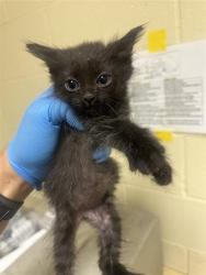 Shelter Stray Female Cat last seen NORWOOD AVE & GRAND AVE, 2127 Front St, Sacramento, CA 95818, USA