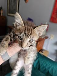 Shelter Stray Male Cat last seen WILLOW ST & SOUTH AVE, 2127 Front St, Sacramento, CA 95818, USA