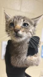 Shelter Stray Male Cat last seen BELL AVE & MARYSVILLE BLVD, 2127 Front St, Sacramento, CA 95818, USA
