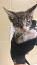 Shelter Stray Female Cat last seen BELL AVE & MARYSVILLE BLVD, 2127 Front St, Sacramento, CA 95818, USA