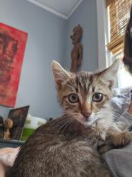 Shelter Stray Male Cat last seen BELL AVE & MARYSVILLE BLVD, 2127 Front St, Sacramento, CA 95818, USA
