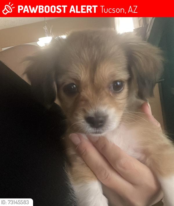 Lost Female Dog last seen Lerdo st and 6th Ave, Tucson, AZ 85756