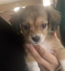 Lost Female Dog last seen Lerdo st and 6th Ave, Tucson, AZ 85756