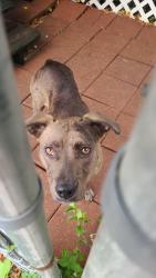 Found/Stray Female Dog last seen Near Manitou Dr. & Wallisville, Houston, TX 77013