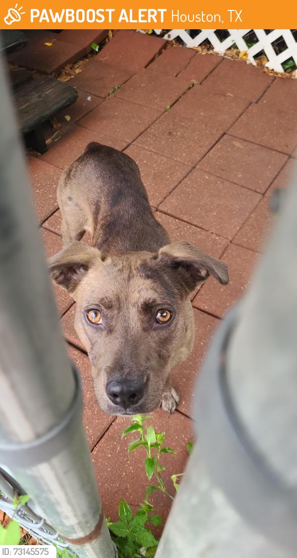 Found/Stray Female Dog last seen Near Manitou Dr. & Wallisville, Houston, TX 77013