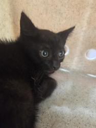 Shelter Stray Female Cat last seen Near BLOCK SHEPHERDSVILLE ROAD, 3528 Newburg Rd, Louisville, KY 40218, USA