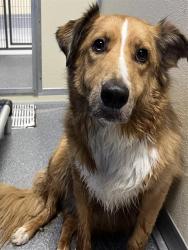Shelter Stray Male Dog last seen Near BLOCK S. BROOK ST., 3528 Newburg Rd, Louisville, KY 40218, USA