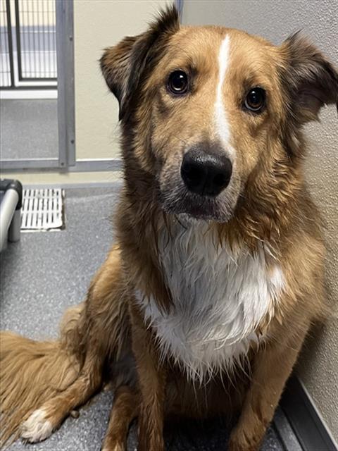 Shelter Stray Male Dog last seen Near BLOCK S. BROOK ST., 3528 Newburg Rd, Louisville, KY 40218, USA
