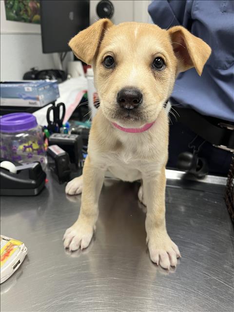 Shelter Stray Female Dog last seen , 1850 W 60th St, Los Angeles, CA 90047, USA