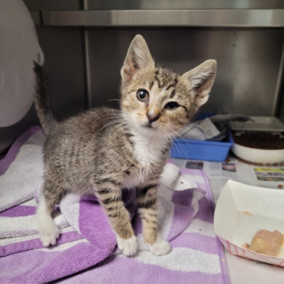 Shelter Stray Female Cat last seen , 11361 W Pico Blvd, Los Angeles, CA 90064, USA