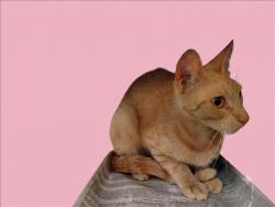 Shelter Stray Female Cat last seen , 1850 W 60th St, Los Angeles, CA 90047, USA