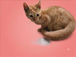 Shelter Stray Female Cat last seen , 1850 W 60th St, Los Angeles, CA 90047, USA