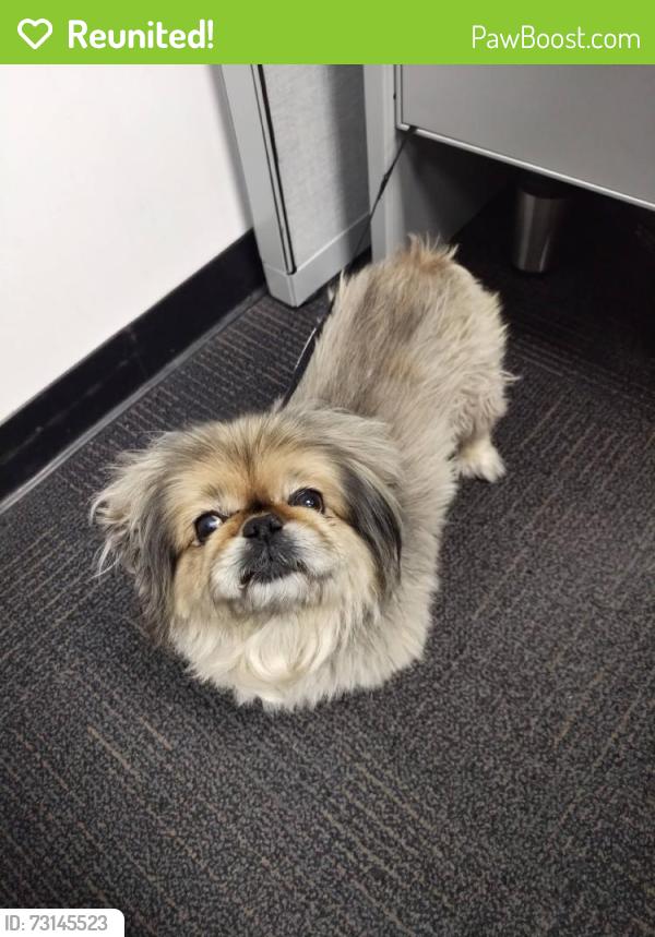 Reunited Female Dog last seen Los Flores St, Pomona, CA 91767, USA, Pomona, CA 91767