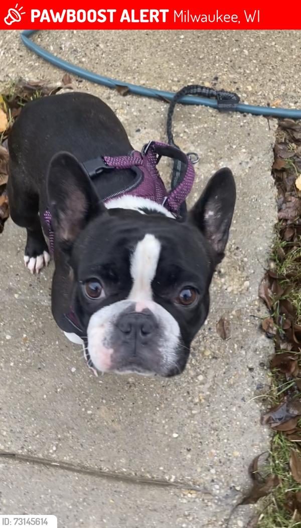 Lost Female Dog last seen Sherman park, Milwaukee, WI 53210