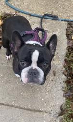 Lost Female Dog last seen Sherman park, Milwaukee, WI 53210