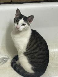Lost Male Cat last seen Highland Gardens, Montgomery, AL 36107