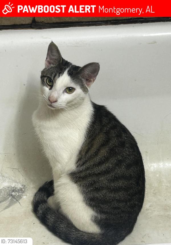 Lost Male Cat last seen Highland Gardens, Montgomery, AL 36107