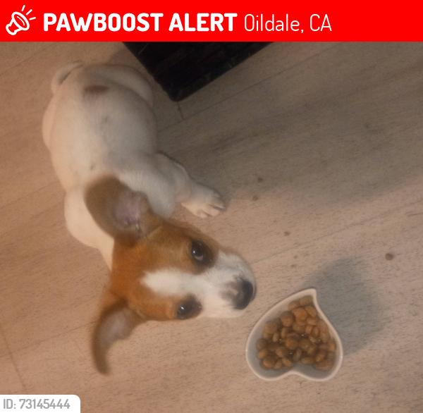 Lost Female Dog last seen Roberts Lane and Chester Avenue in Oildale, Oildale, CA 93308