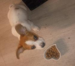 Lost Female Dog last seen Roberts Lane and Chester Avenue in Oildale, Oildale, CA 93308