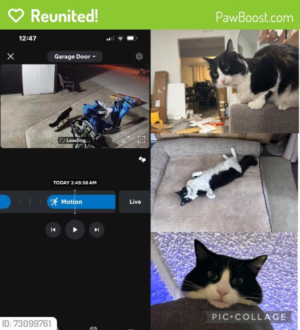 Reunited Male Cat last seen Harvard elementary, Tacoma, WA 98404