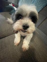 Lost Male Dog last seen New Bern avenue, Raleigh, NC 27610