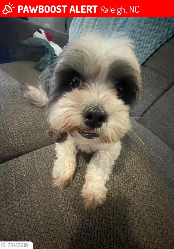 Lost Male Dog last seen New Bern avenue, Raleigh, NC 27610