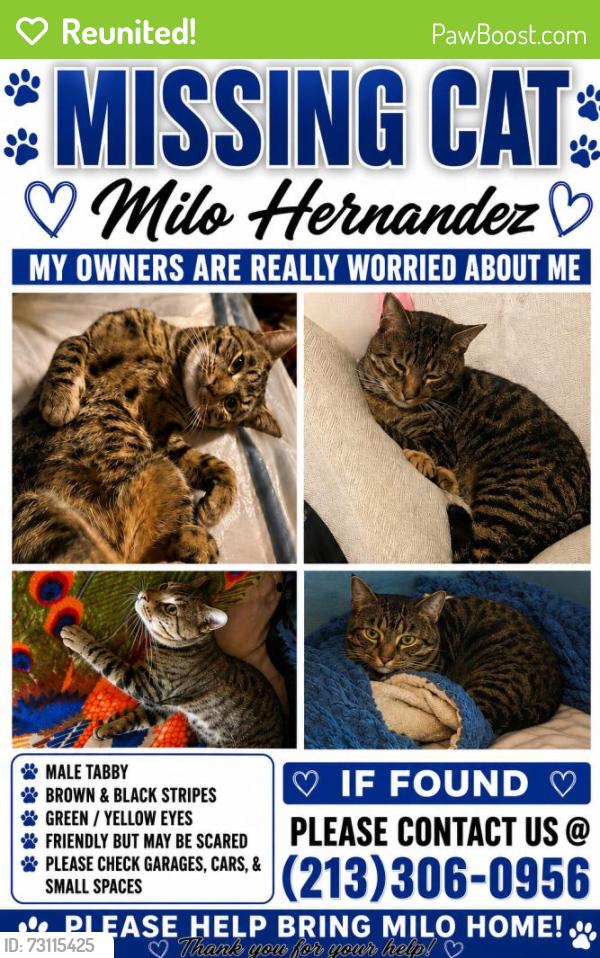 Reunited Male Cat last seen Near E 40th Pl, Los Angeles, CA 90011, USA, Los Angeles, CA 90011