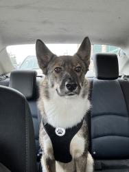 Reunited Male Dog last seen Near McBryde Ave, Richmond, CA 94806, USA, Richmond, CA 94806