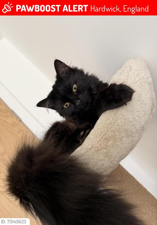Lost Female Cat last seen Kesters Close, Hardwick, England 