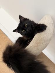 Lost Female Cat last seen Kesters Close, Hardwick, England 