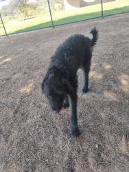 Lost Male Dog last seen Grove, National City, CA 91950