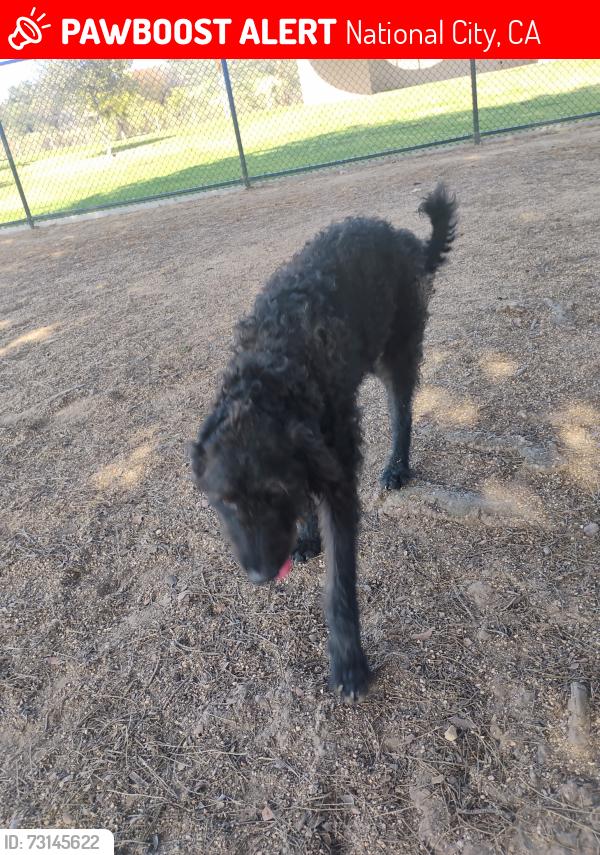 Lost Male Dog last seen Grove, National City, CA 91950