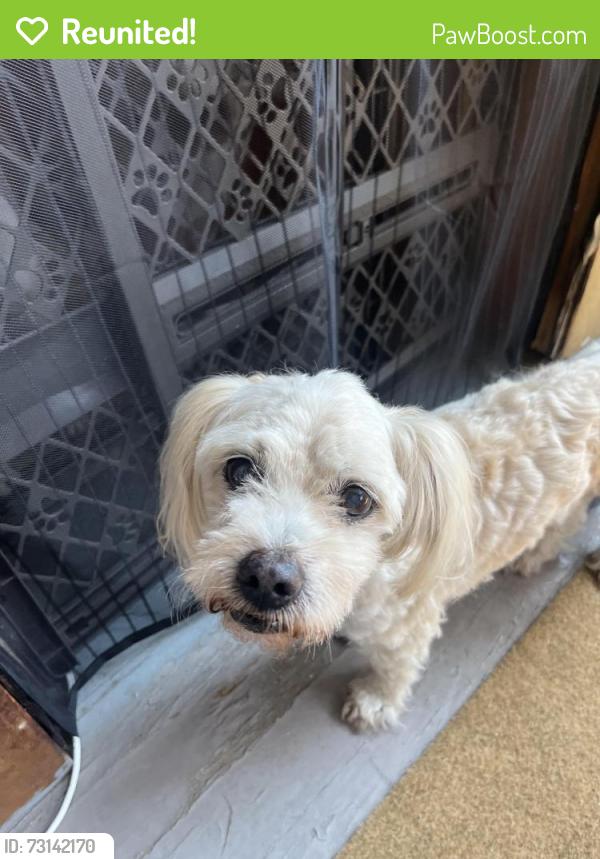 Reunited Male Dog last seen N Karlov Ave & W Pierce Ave, Chicago, IL 60651, USA, Chicago, IL 60651