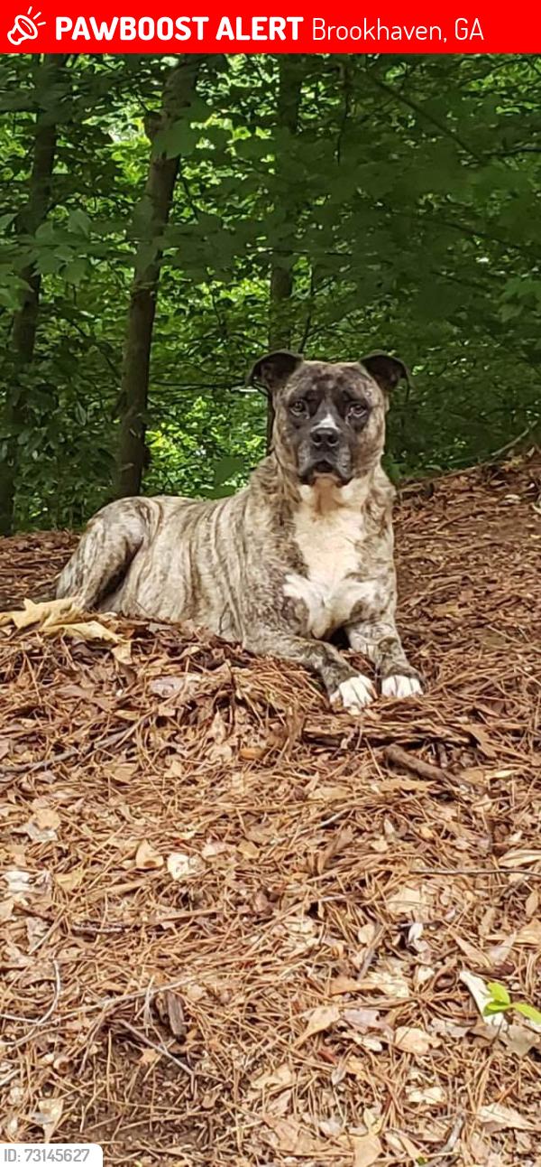 Lost Male Dog last seen Johnson Ferry Rd SE, Brookhaven, GA 30319