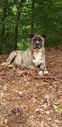Lost Male Dog last seen Johnson Ferry Rd SE, Brookhaven, GA 30319