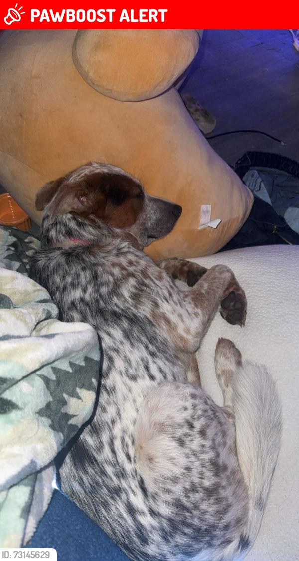Lost Male Dog last seen fox hill rd defuniak springs, DeFuniak Springs, FL 32433