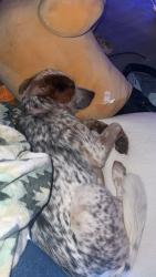 Lost Male Dog last seen fox hill rd defuniak springs, DeFuniak Springs, FL 32433