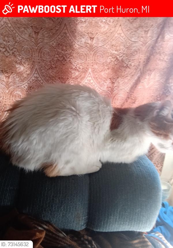 Lost Male Cat last seen Pearl, Port Huron, MI 48060
