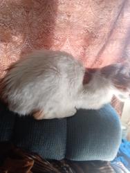 Lost Male Cat last seen Pearl, Port Huron, MI 48060