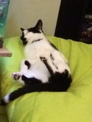 Lost Male Cat last seen EX54JL, Silverton, England EX5 4JL