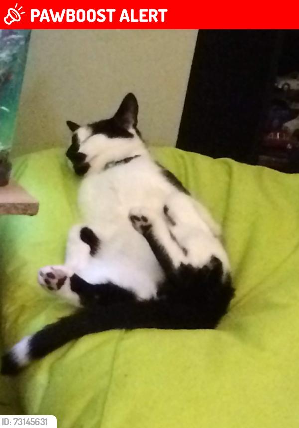Lost Male Cat last seen EX54JL, Silverton, England EX5 4JL