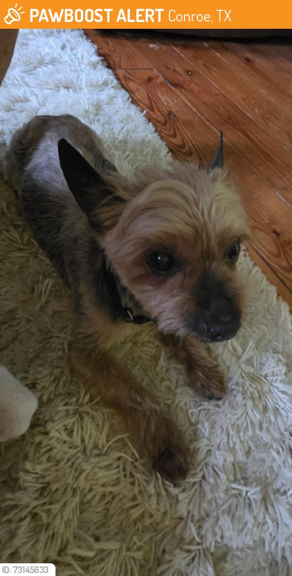 Found/Stray Male Dog last seen Sweetgum in Lake Forest Falls Conroe, Conroe, TX 77304