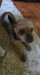 Found/Stray Male Dog last seen Sweetgum in Lake Forest Falls Conroe, Conroe, TX 77304