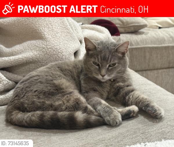 Lost Female Cat last seen Alms park, Cincinnati, OH 45226