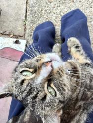 Lost Female Cat last seen Drummond walk, Leicestershire, England LE13 1JF