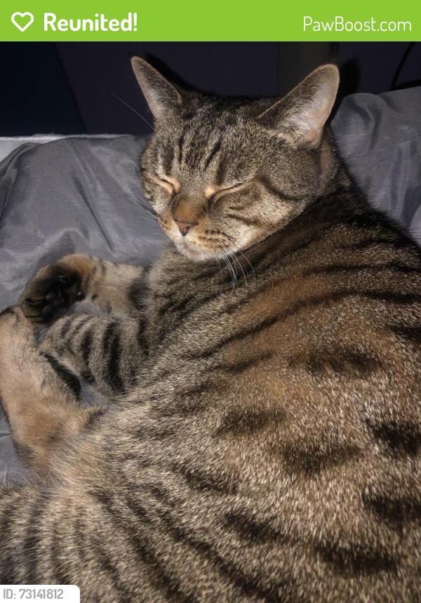 Reunited Female Cat last seen Tabby, West Midlands, England WS1 4AW