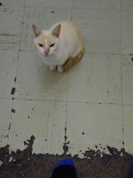 Lost Female Cat last seen by the veldjie of 18th Avenue and Haarhoff, Pretoria, GP 0084