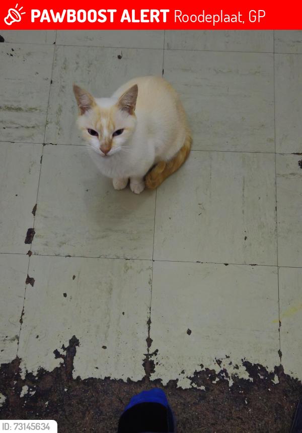 Lost Female Cat last seen by the veldjie of 18th Avenue and Haarhoff, Pretoria, GP 0084
