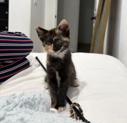 Reunited Female Cat last seen Missing and Wallace st, Riverside, CA 92509